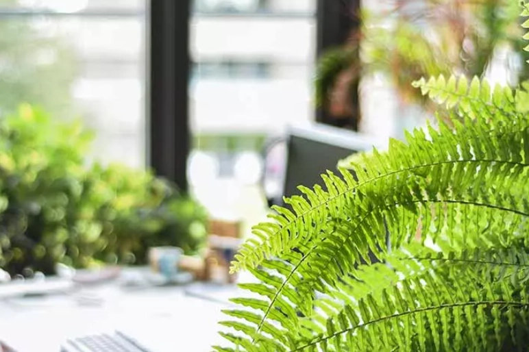 室內蕨類養護