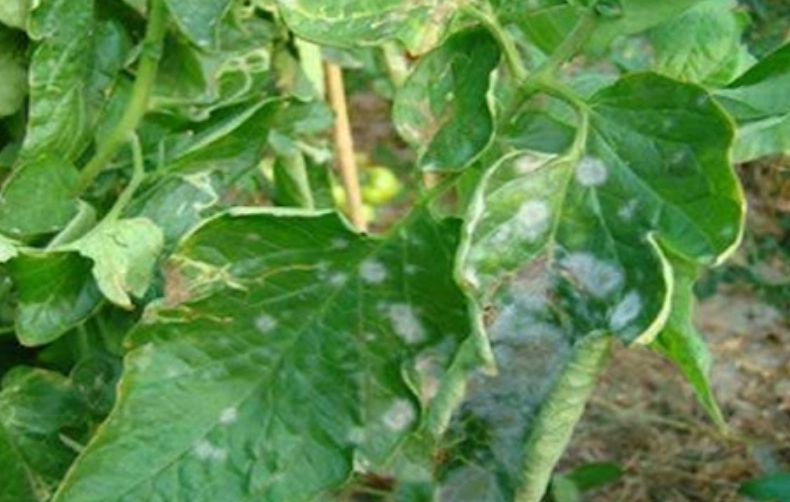 白粉病治療 白粉病治療