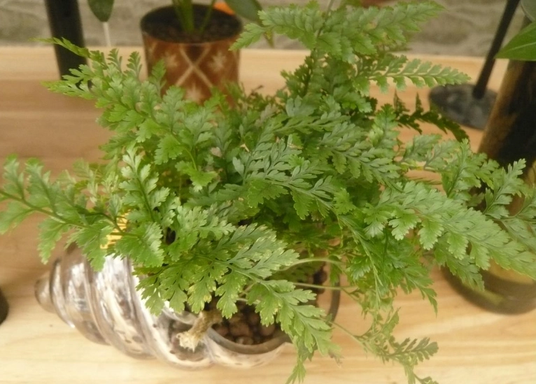 室內蕨類植物