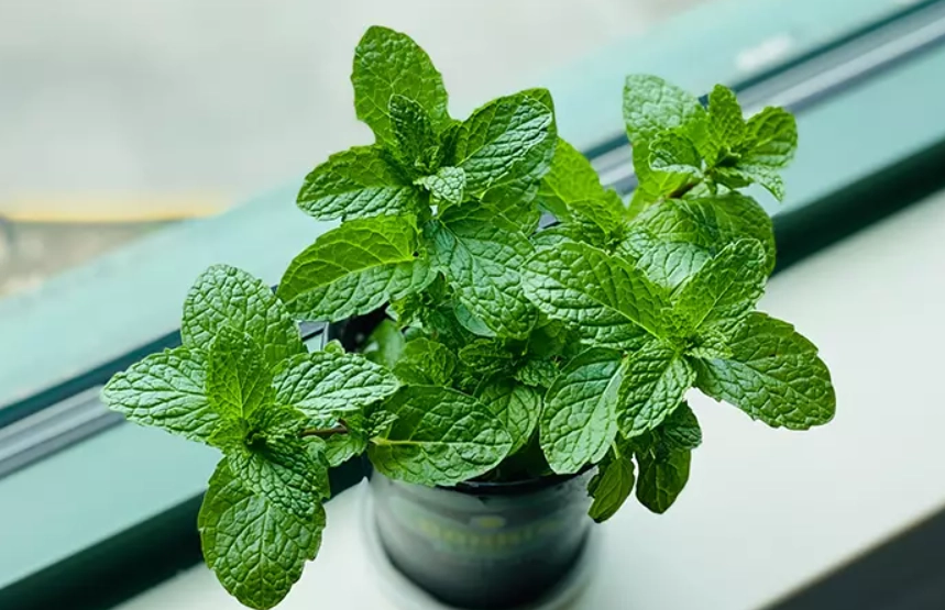 薄荷照顧方法