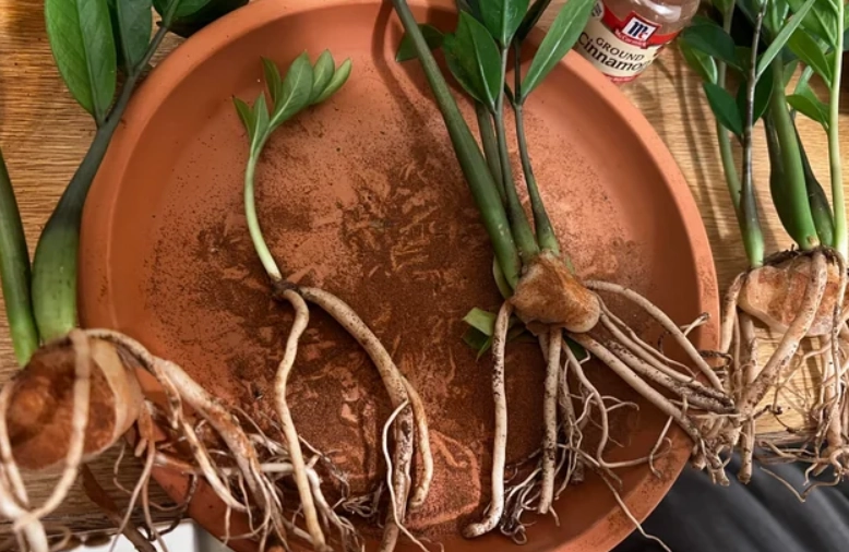 金錢樹塊莖繁殖