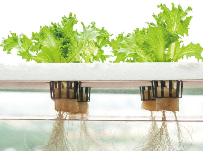 水耕栽培技巧