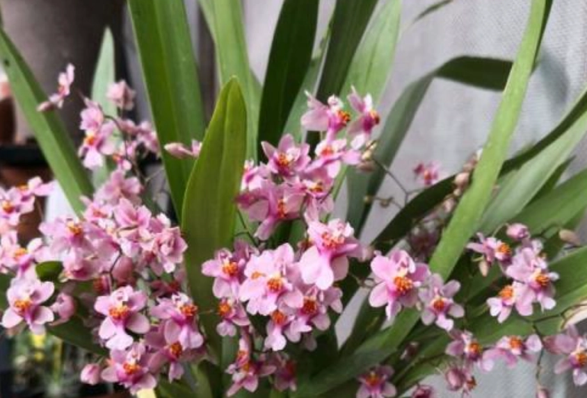 文心蘭開花技巧