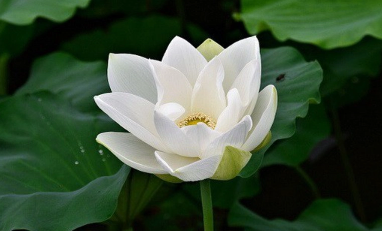 蓮花越南文化 蓮花越南文化