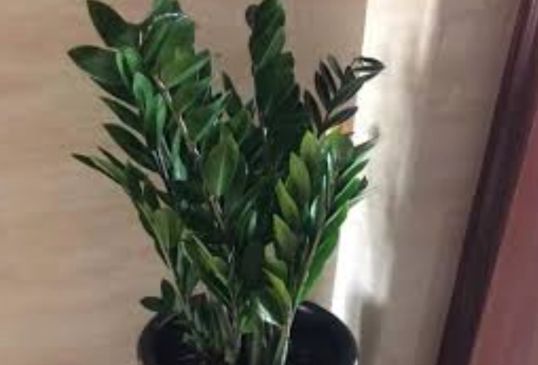 金錢樹照顧方法