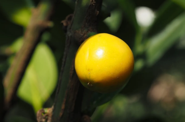 菲島福木果實食用