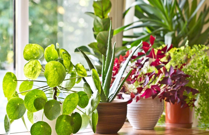 植物葉子下垂原因