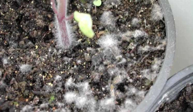 土壤白色顆粒原因