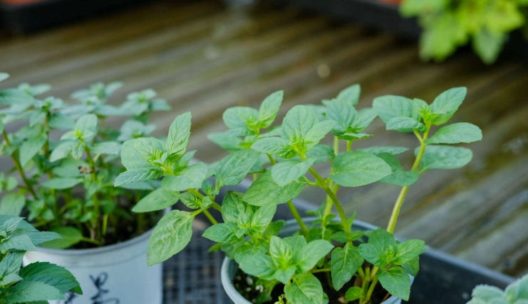 薄荷種植技巧