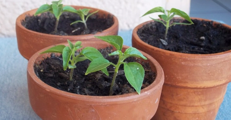 移植後植物枯萎