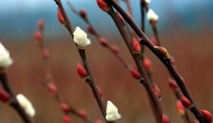 銀柳養護方法 銀柳養護方法