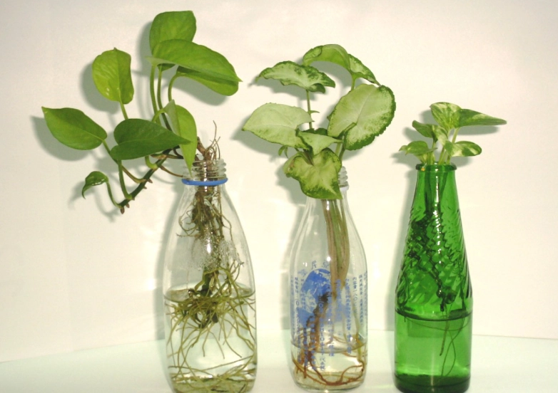 水耕植物根部變黑