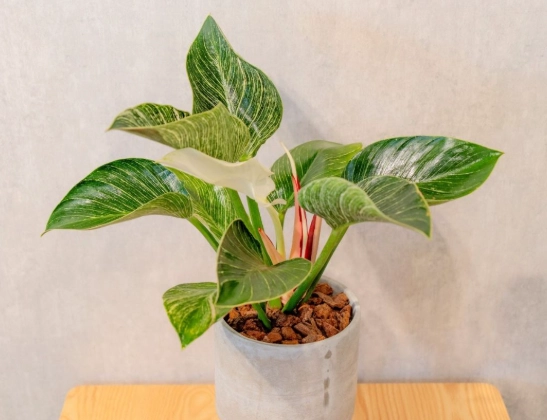 鉑金蔓綠絨開花