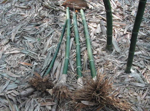 竹子繁殖 竹子繁殖