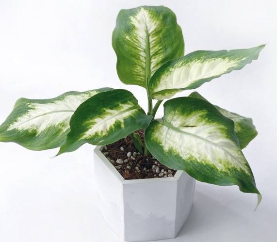 白玉黛粉葉種植