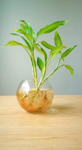 開運竹照顧 開運竹照顧