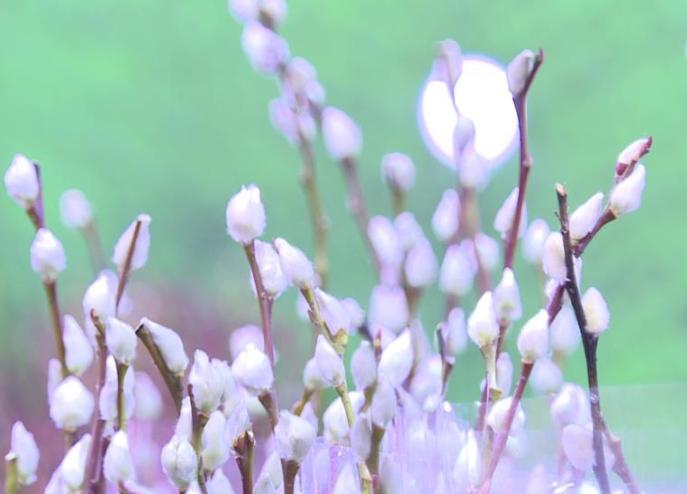 銀柳處理方法 銀柳處理方法