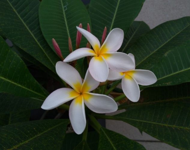 雞蛋花水培方法 雞蛋花水培方法