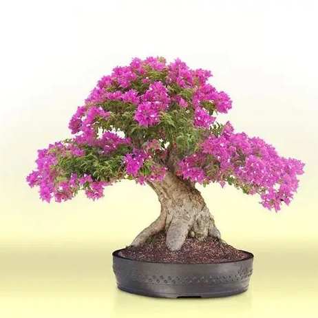 盆栽植物推薦 盆栽植物推薦