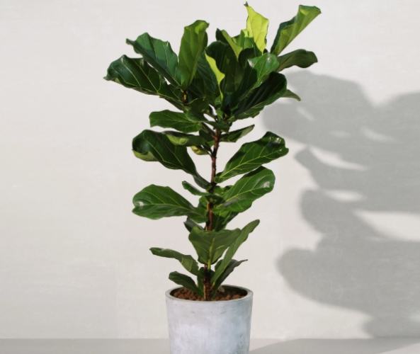 琴葉榕爛根處理 琴葉榕爛根處理