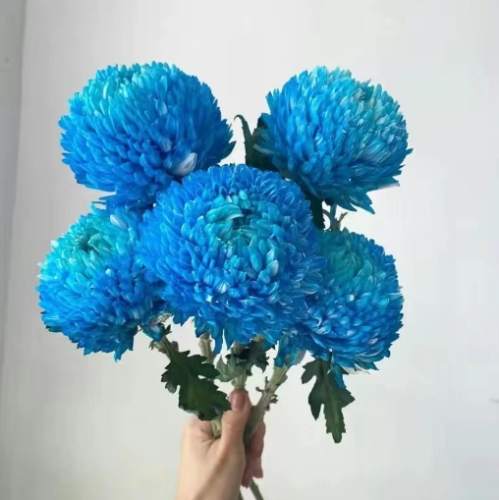 牡丹菊常見問題