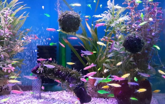 螢光魚飼養 螢光魚飼養