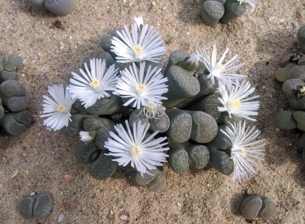 盆栽底部不織布 盆栽底部不織布