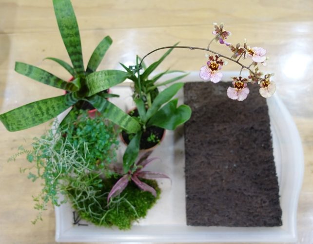 板植養護 板植養護