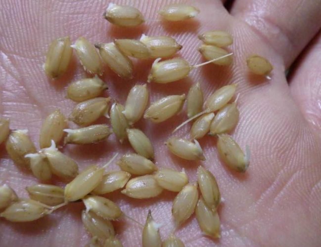 種子發芽後照顧