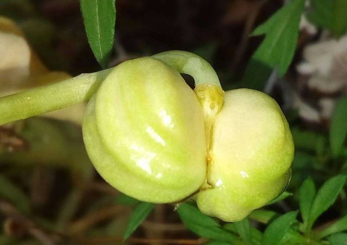 金蓮花茶 金蓮花茶