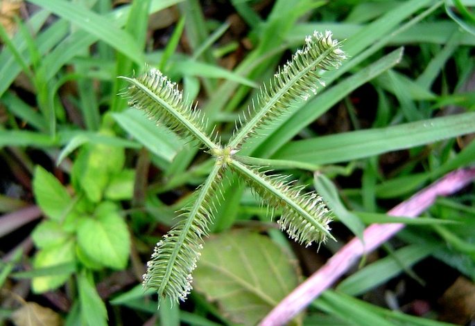 龍爪植物病蟲害 龍爪植物病蟲害