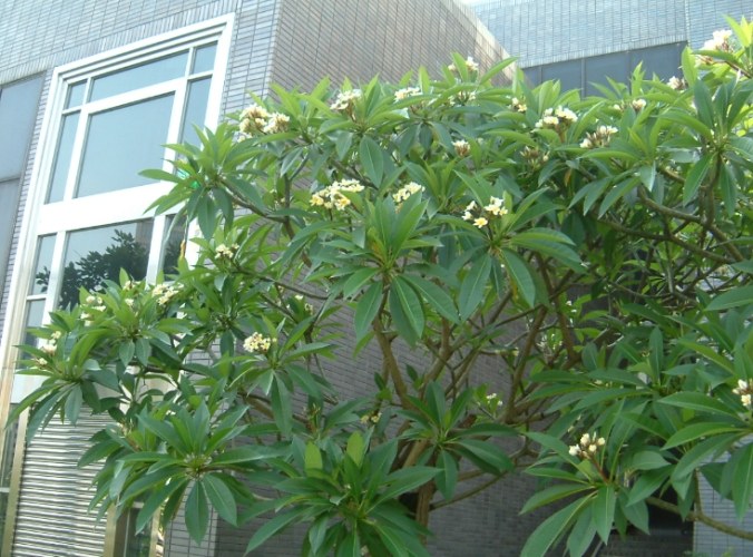 雞蛋花栽培技巧 雞蛋花栽培技巧