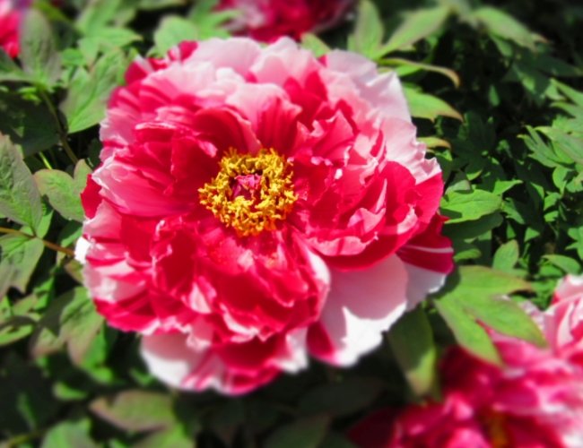 牡丹種子發芽時間