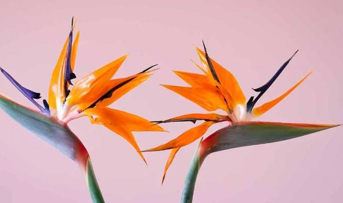 天堂鳥植物 種植 天堂鳥植物 種植