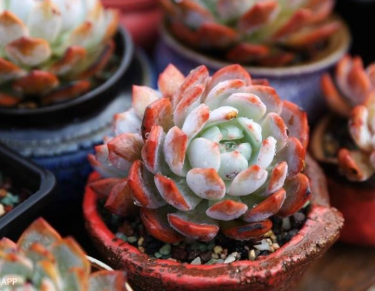 香草土比例 香草土比例