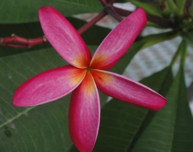 雞蛋花象徵 雞蛋花象徵