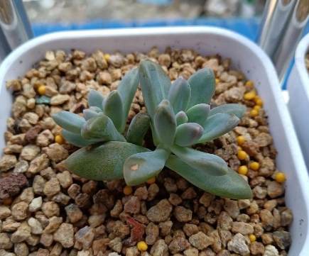 多肉植物燈推薦 多肉植物燈推薦