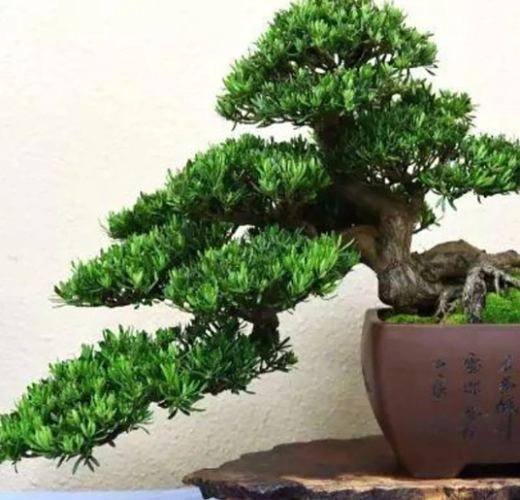 罗汉松塑形方法