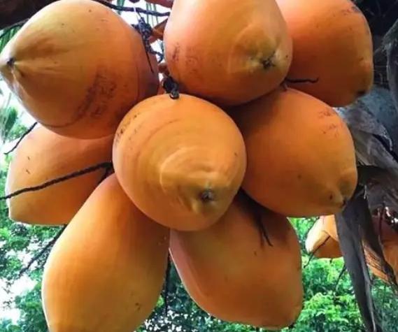 椰子種植技巧 椰子種植技巧