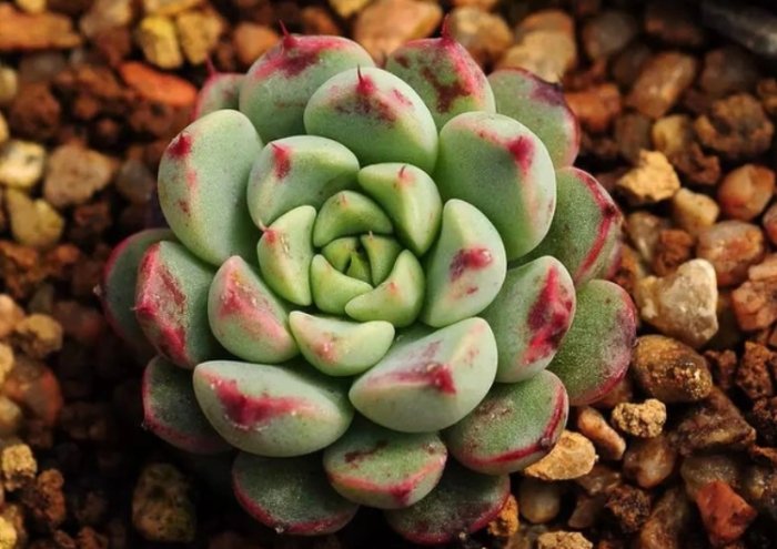 多肉植物軟化 多肉植物軟化