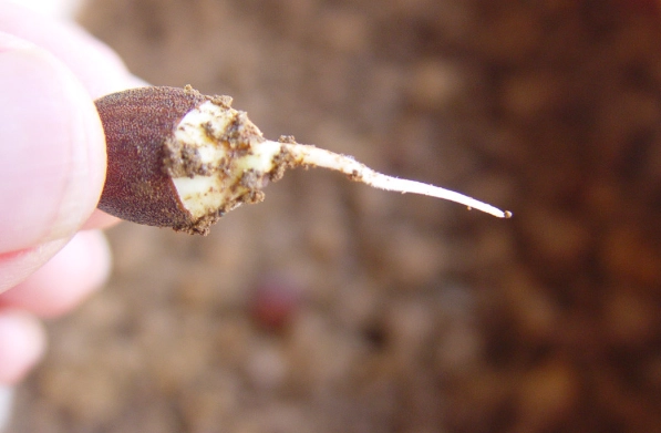 番茄幾年生？完整解析生命周期與種植秘訣