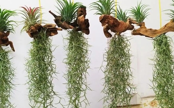 松蘿乾枯原因 松蘿乾枯原因