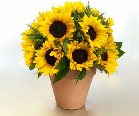 向日葵花盤養護 向日葵花盤養護