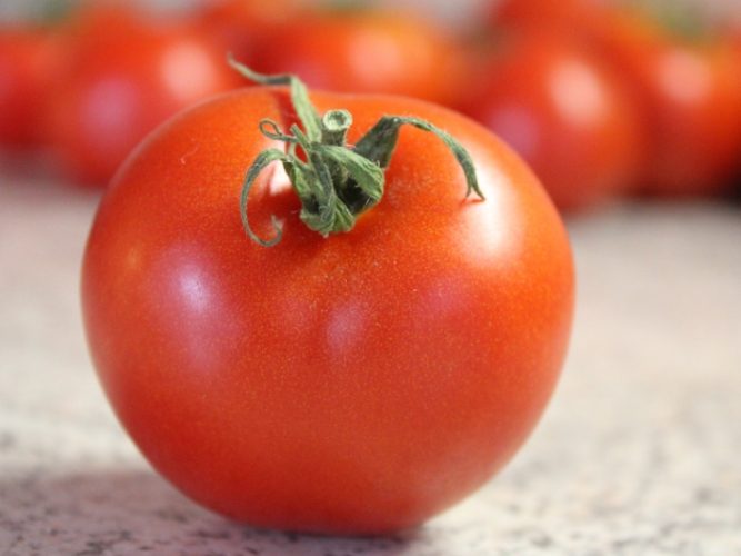 怎樣種蕃茄 怎樣種蕃茄