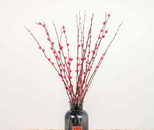 銀柳丟棄 銀柳丟棄