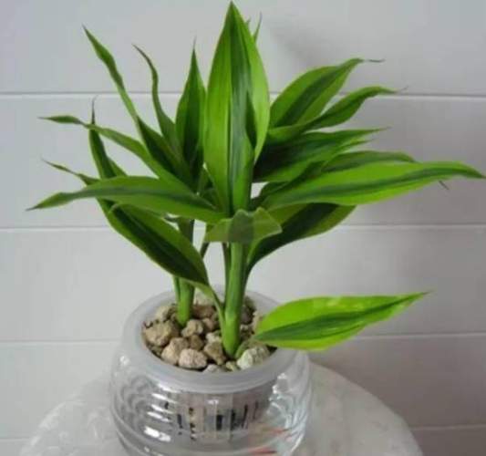 水養竹方法 水養竹方法