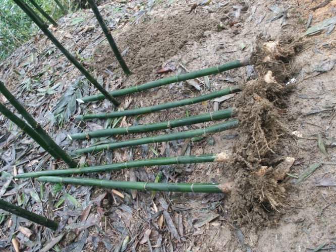 竹子分株 竹子分株