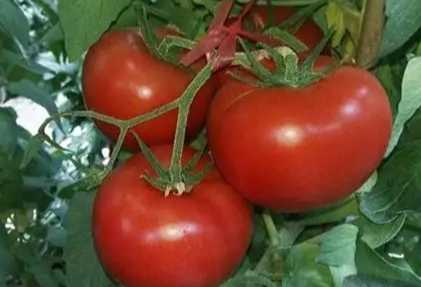 番茄種子品種