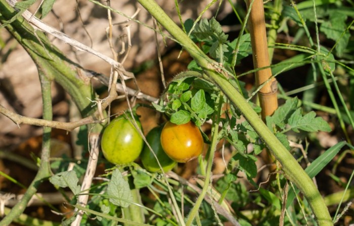 番茄種子繁殖 番茄種子繁殖