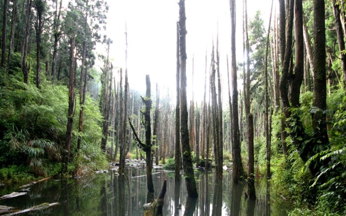 忘憂森林交通 忘憂森林交通